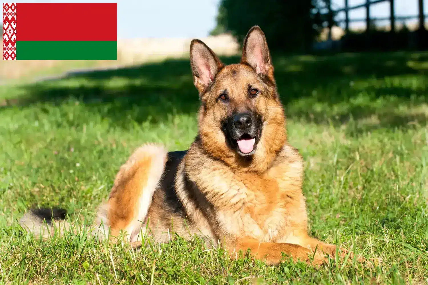 Pásztorkutyakölykök és tenyésztők Fehéroroszország Itt találhat pásztorkutyatenyésztőket Fehéroroszországban.