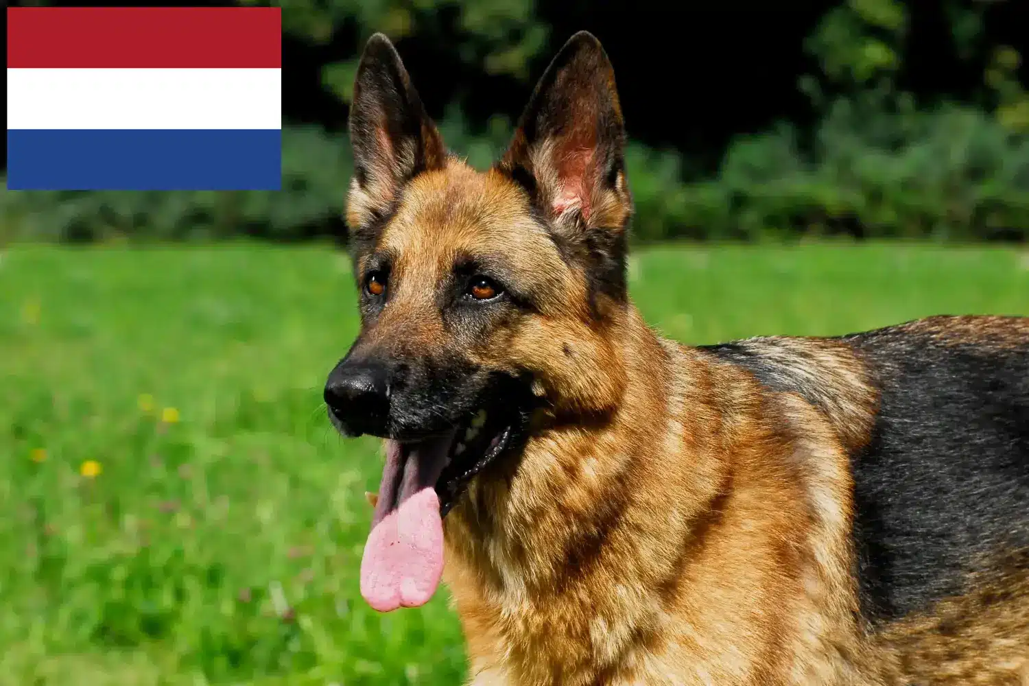 Juhászkutyakölykök és tenyésztők Hollandia Itt megtalálja a hollandiai juhászkutyatenyésztőket.