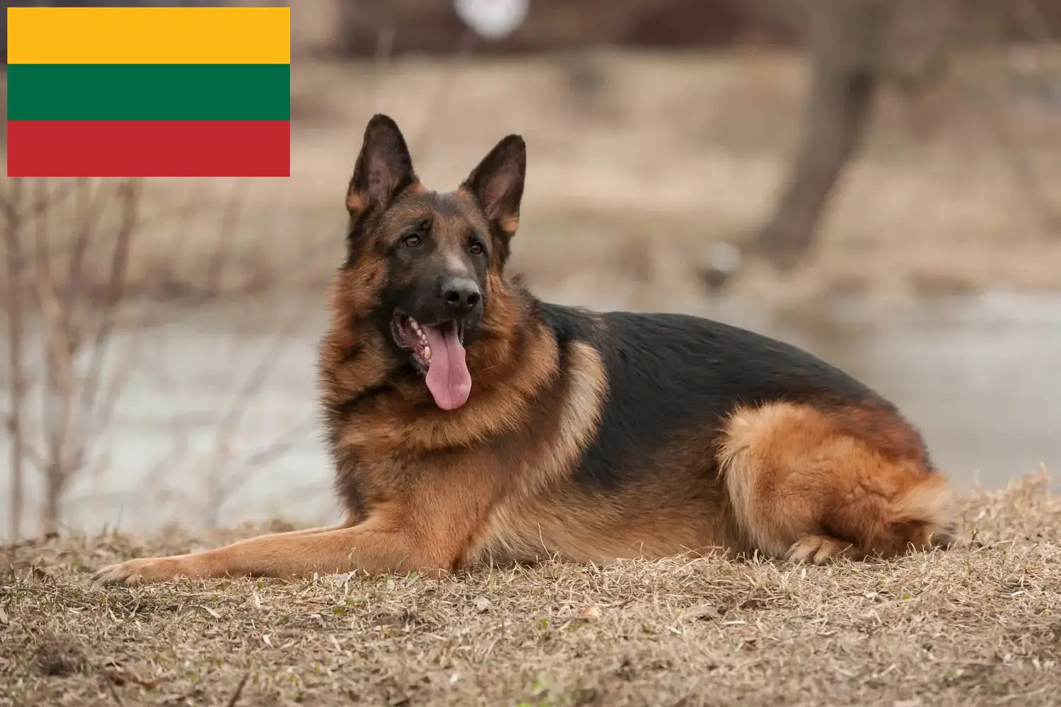 Pásztorkutyakölykök és tenyésztők Litvánia Itt találhat német juhászkutya tenyésztőket Litvániában.