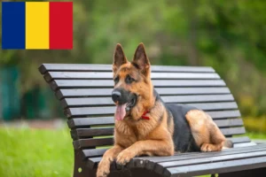 Read more about the article Pásztorkutya tenyésztők és kölykök Romániában