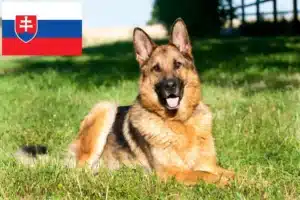 Read more about the article Pásztorkutya tenyésztők és kölykök Szlovákiában