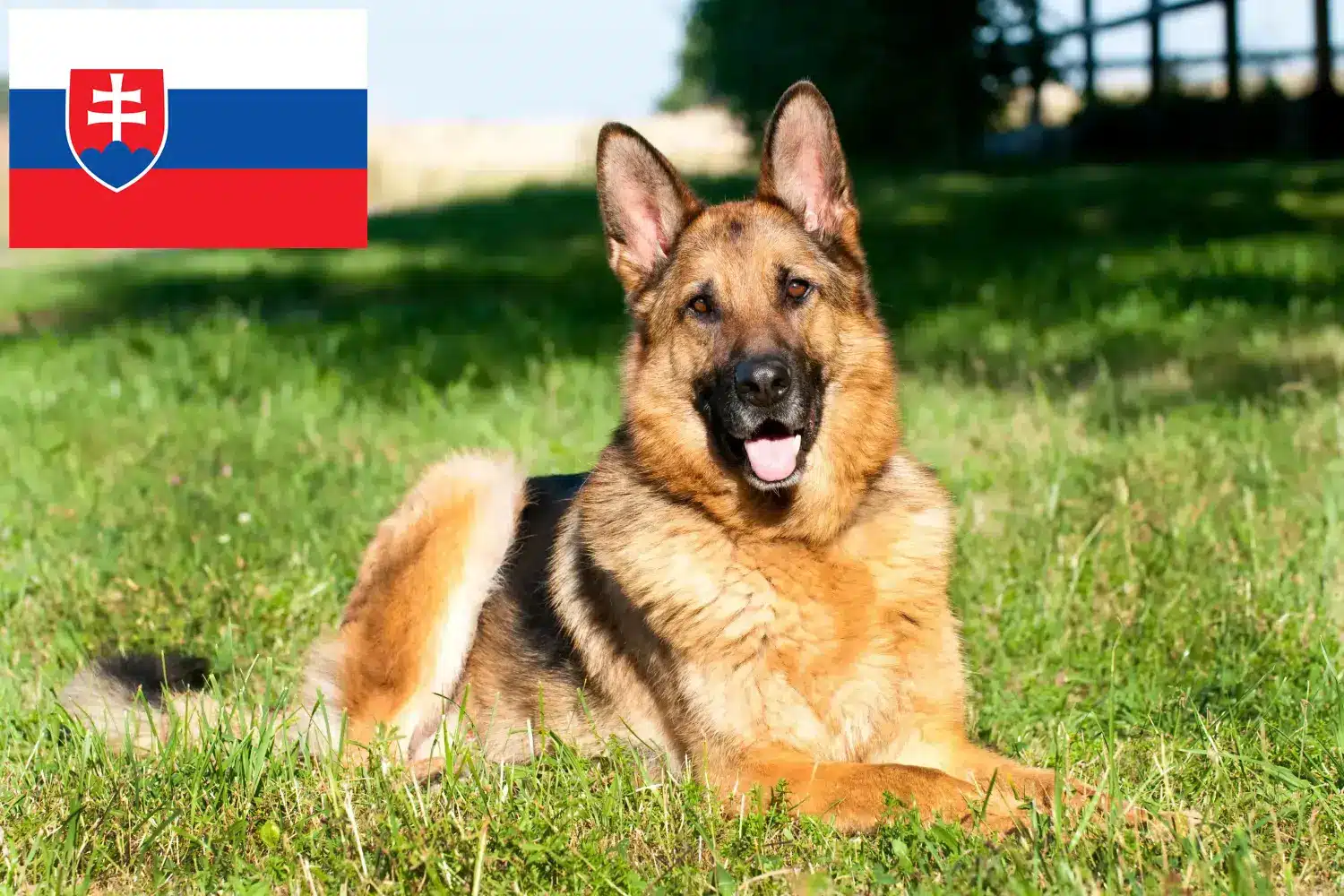 Read more about the article Pásztorkutya tenyésztők és kölykök Szlovákiában