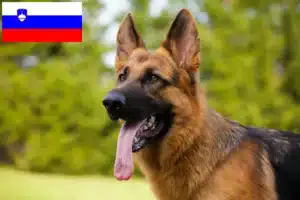 Read more about the article Pásztorkutya tenyésztők és kölykök Szlovéniában