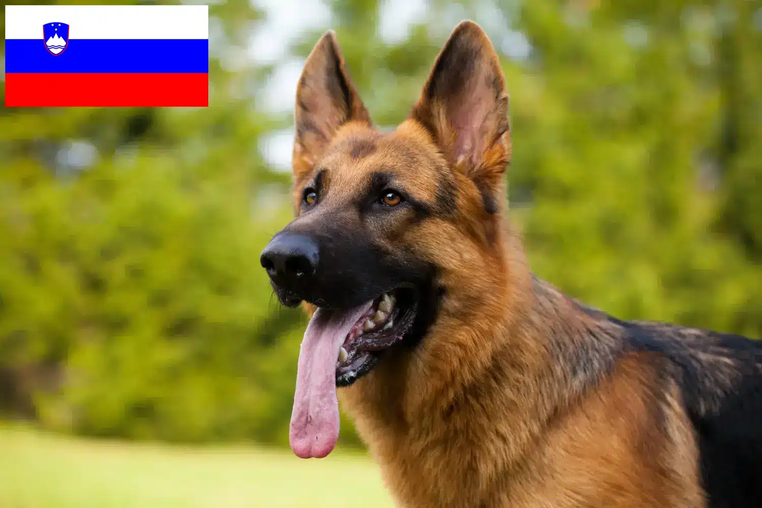Read more about the article Pásztorkutya tenyésztők és kölykök Szlovéniában
