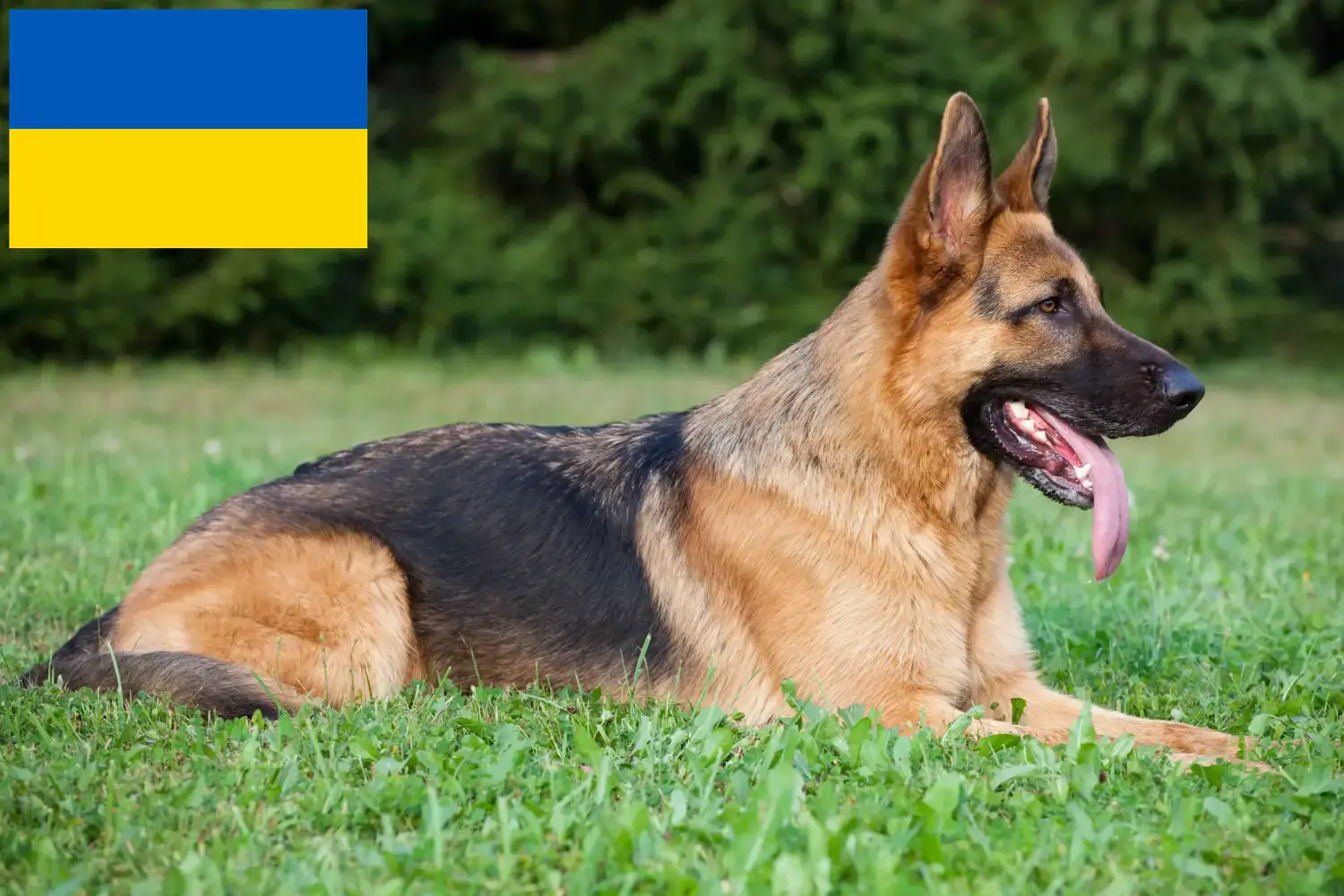 Pásztorkutyakölykök és tenyésztők Ukrajna Itt találhat német juhászkutya tenyésztőket Ukrajnában.