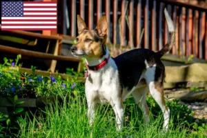 Read more about the article Patkányterrier tenyésztők és kölykök az USA-ban