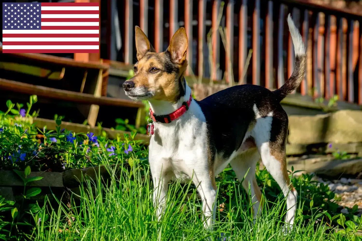 Patkányterrier kiskutyák és tenyésztők USA Itt találhatsz patkányterrier tenyésztőket az USA-ban.