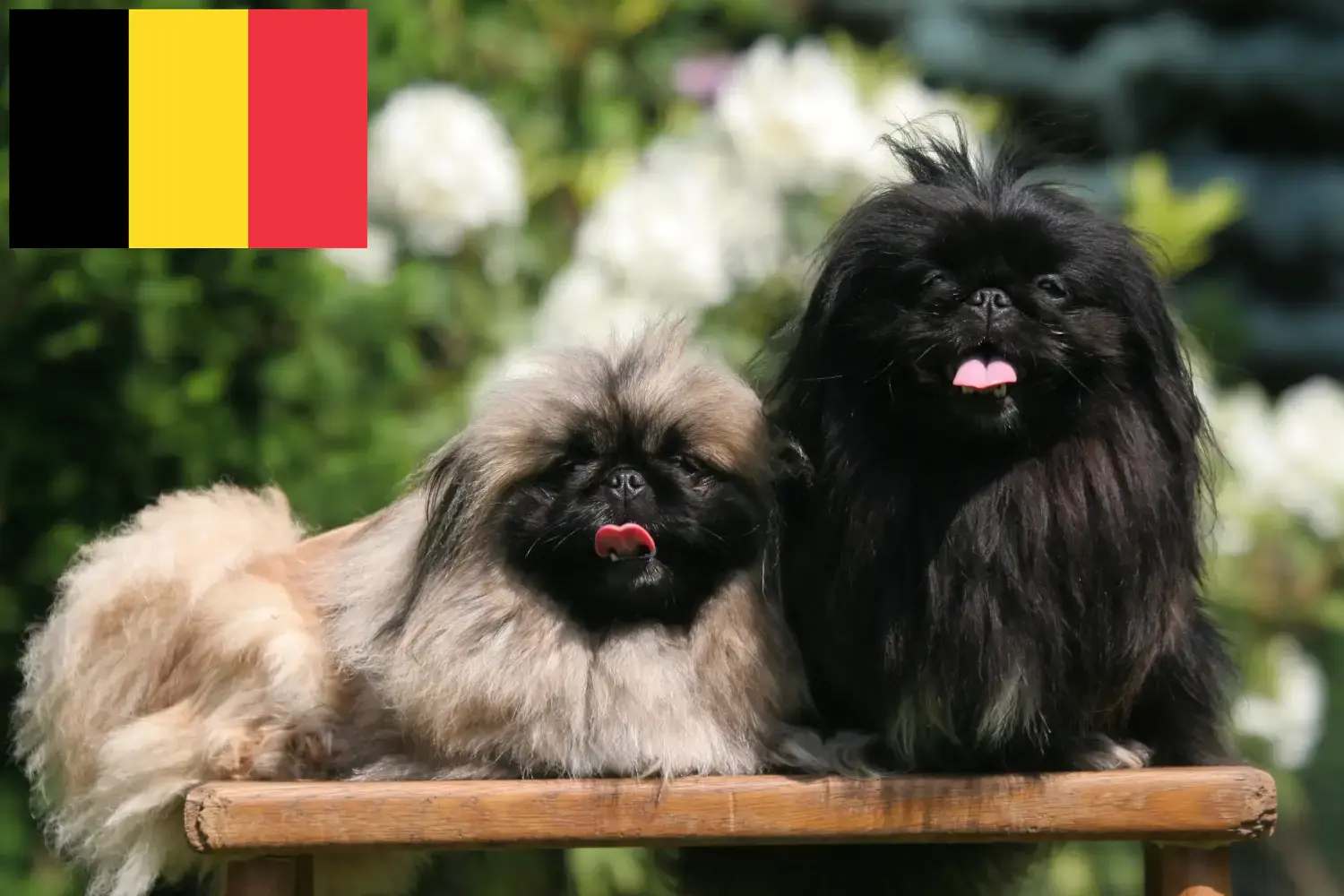 Pekingi kiskutyák és tenyésztők Belgium Itt talál pekingi tenyésztőket Belgiumban.