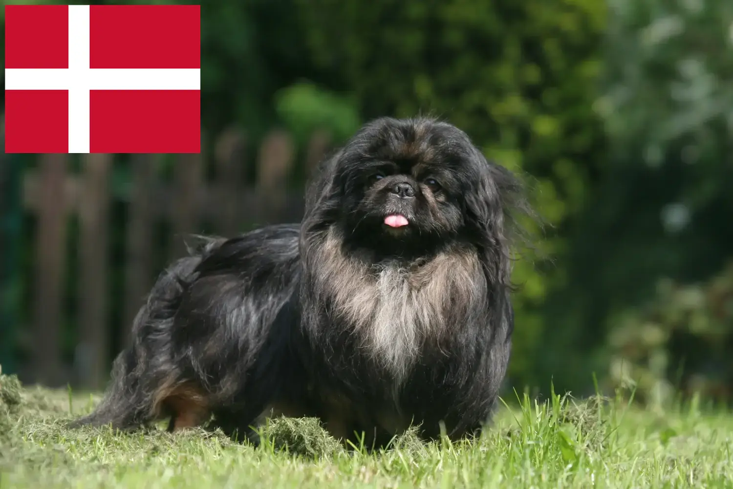 Pekingi kiskutyák és tenyésztők Dánia Itt talál pekingi tenyésztőket Dániában.
