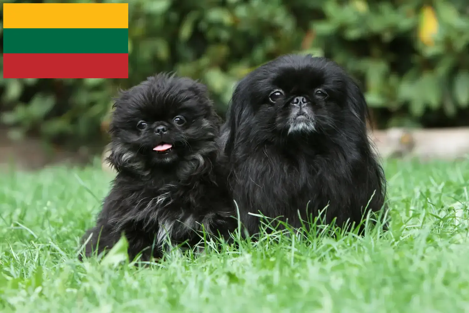 Pekingi kiskutyák és tenyésztők Litvánia Litvánia pekingi tenyésztőit itt találja.