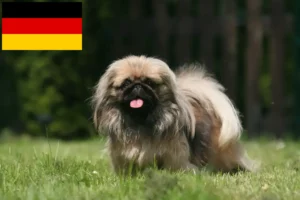 Read more about the article Pekingi tenyésztők és kiskutyák Németországban