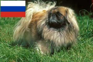 Read more about the article Pekingi tenyésztők és kiskutyák Oroszországban