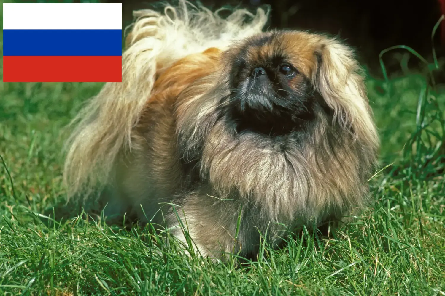 Read more about the article Pekingi tenyésztők és kiskutyák Oroszországban