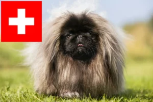 Read more about the article Pekingi tenyésztők és kiskutyák Svájcban