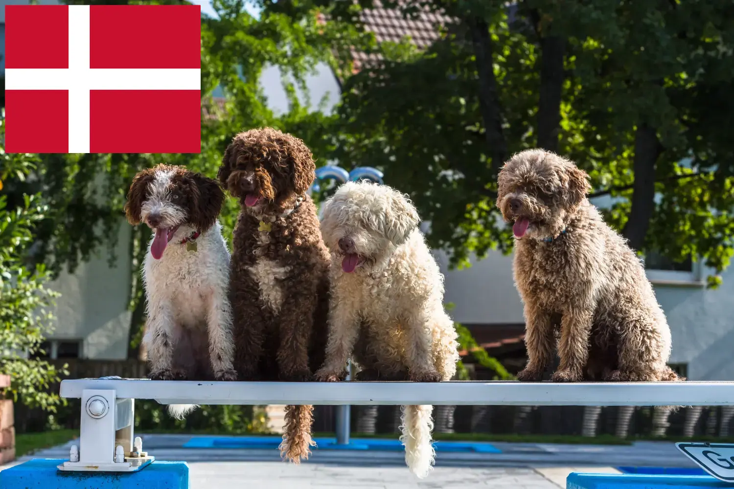 Perro de Agua Español kiskutyák és tenyésztők Dánia Itt találhat Perro de Agua Españols tenyésztőket Dániában.