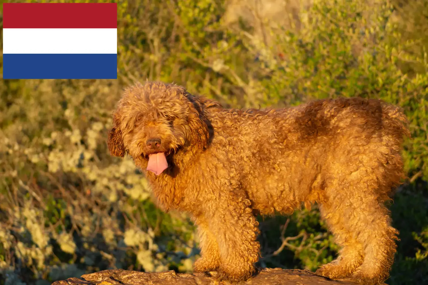 Perro de Agua Español kiskutyák és tenyésztők Hollandia Itt megtalálhatja a Perro de Agua Españols tenyésztőit Hollandiában.
