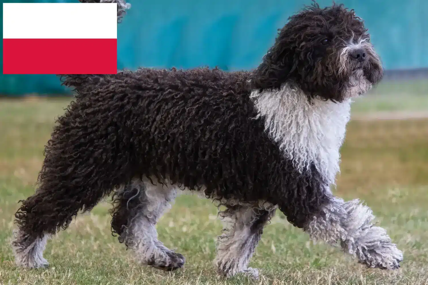 Perro de Agua Español kiskutyák és tenyésztők Lengyelország Itt találhat Perro de Agua Españols tenyésztőket Lengyelországban.