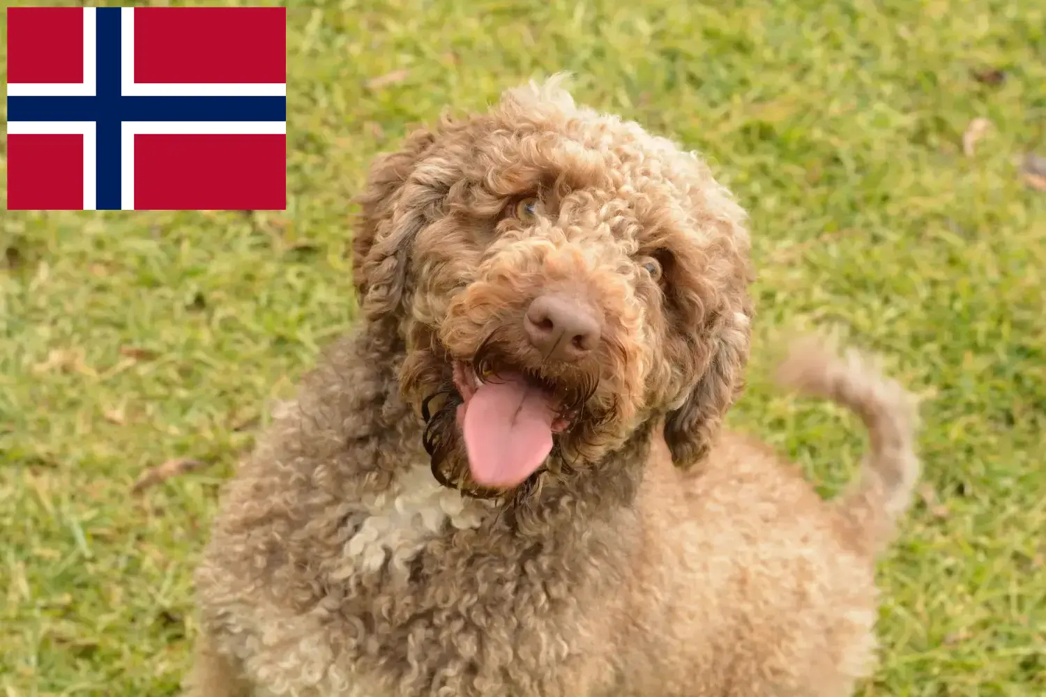 Perro de Agua Español kiskutyák és tenyésztők Norvégia Itt találsz Perro de Agua Españols tenyésztőket Norvégiában.