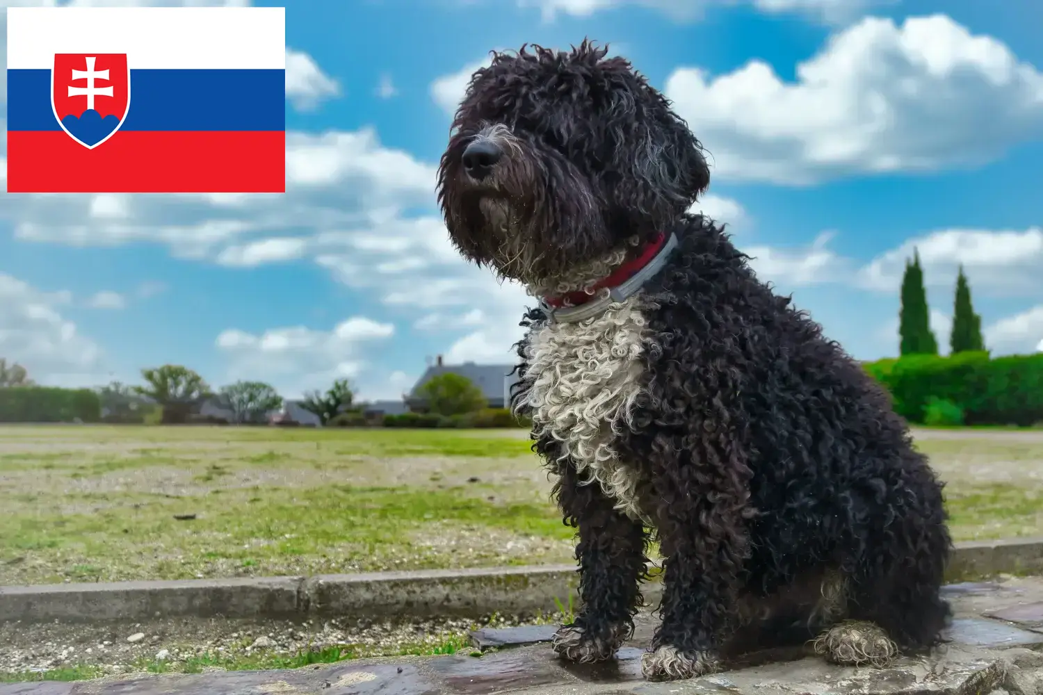 Perro de Agua Español kiskutyák és tenyésztők Szlovákia Itt találhat Perro de Agua Españols tenyésztőket Szlovákiában.