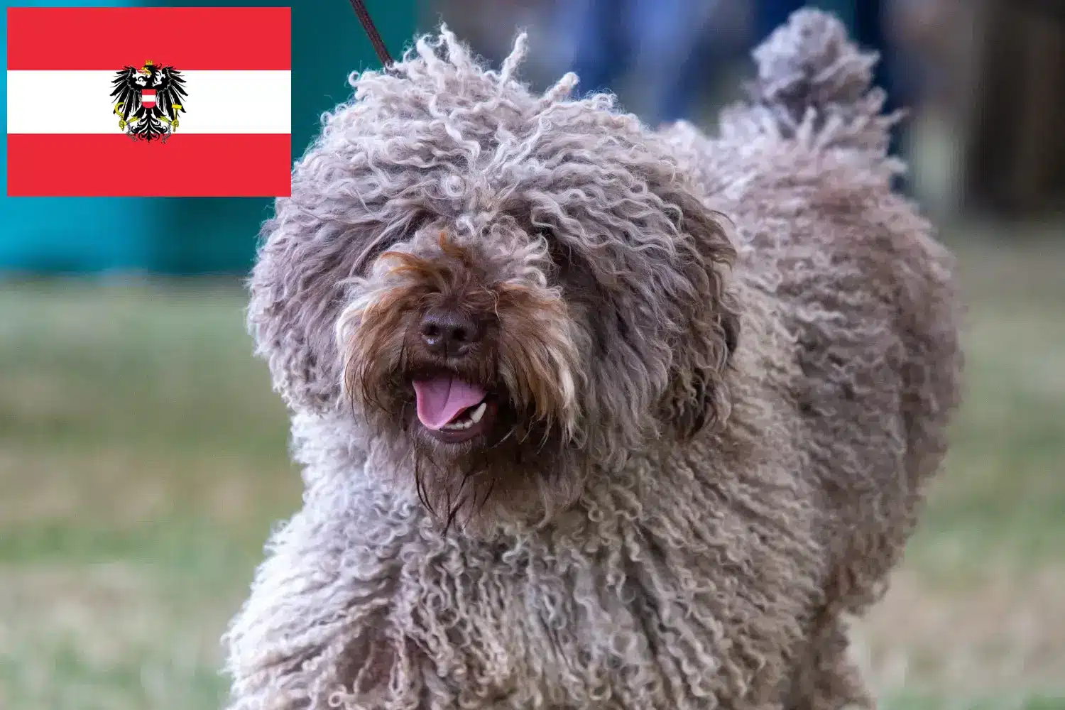 Perro de Agua Español kiskutyák és tenyésztők Ausztria Itt találhat Perro de Agua Españols tenyésztőket Ausztriában.