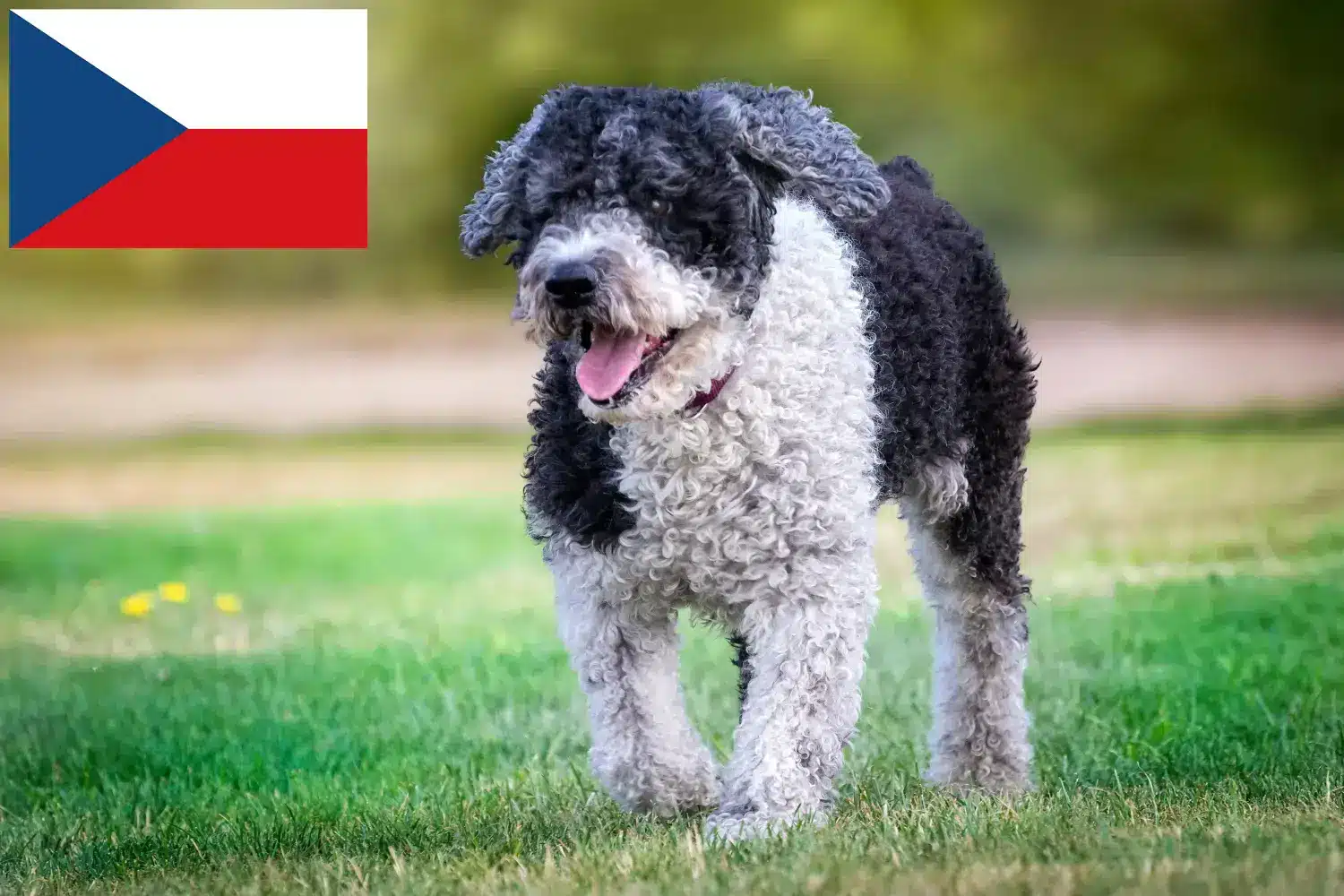 Perro de Agua Español kiskutyák és tenyésztők Csehország Itt találhat Perro de Agua Españols tenyésztőket Csehországban.