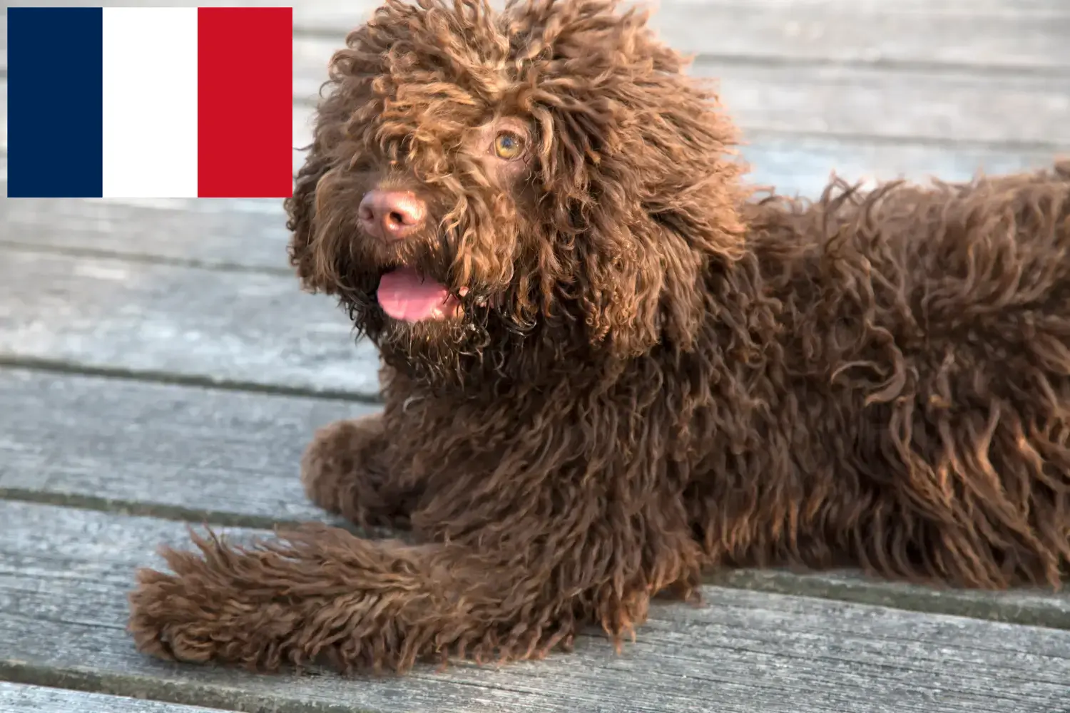 Perro de Agua Español kiskutyák és tenyésztők Franciaország Itt találhat Perro de Agua Españols tenyésztőket Franciaországban.