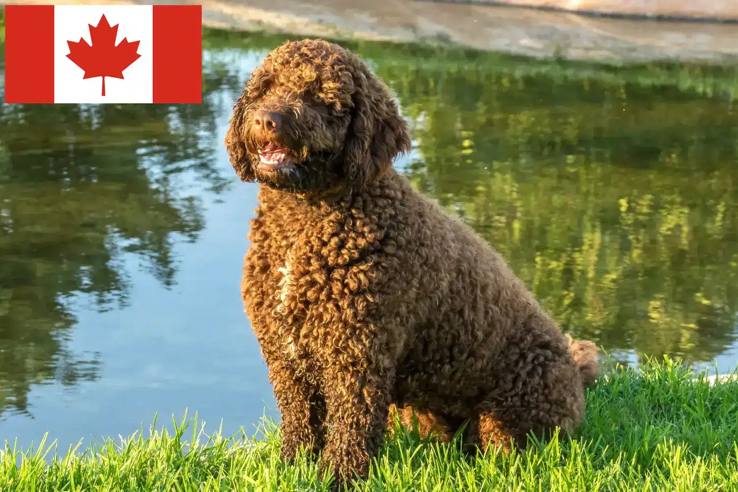 Perro de Agua Español kiskutyák és tenyésztők Kanada Itt találhat Perro de Agua Españols tenyésztőket Kanadában.