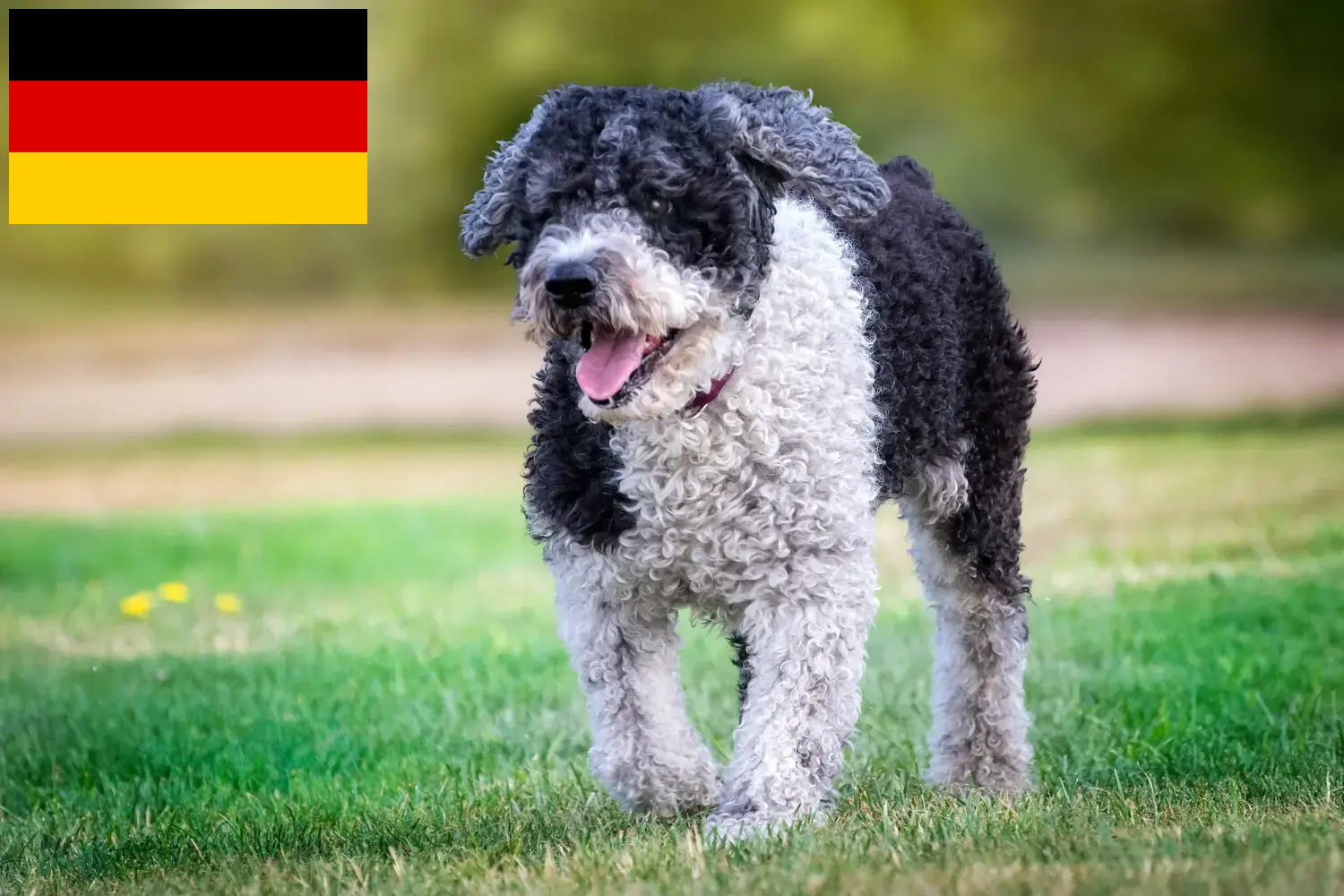 Perro de Agua Español kiskutyák és tenyésztők Németország Itt megtalálja a Perro de Agua Españols tenyésztőket Németországban.