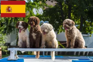 Read more about the article Perro de Agua Español tenyésztők és kölykök Spanyolországban