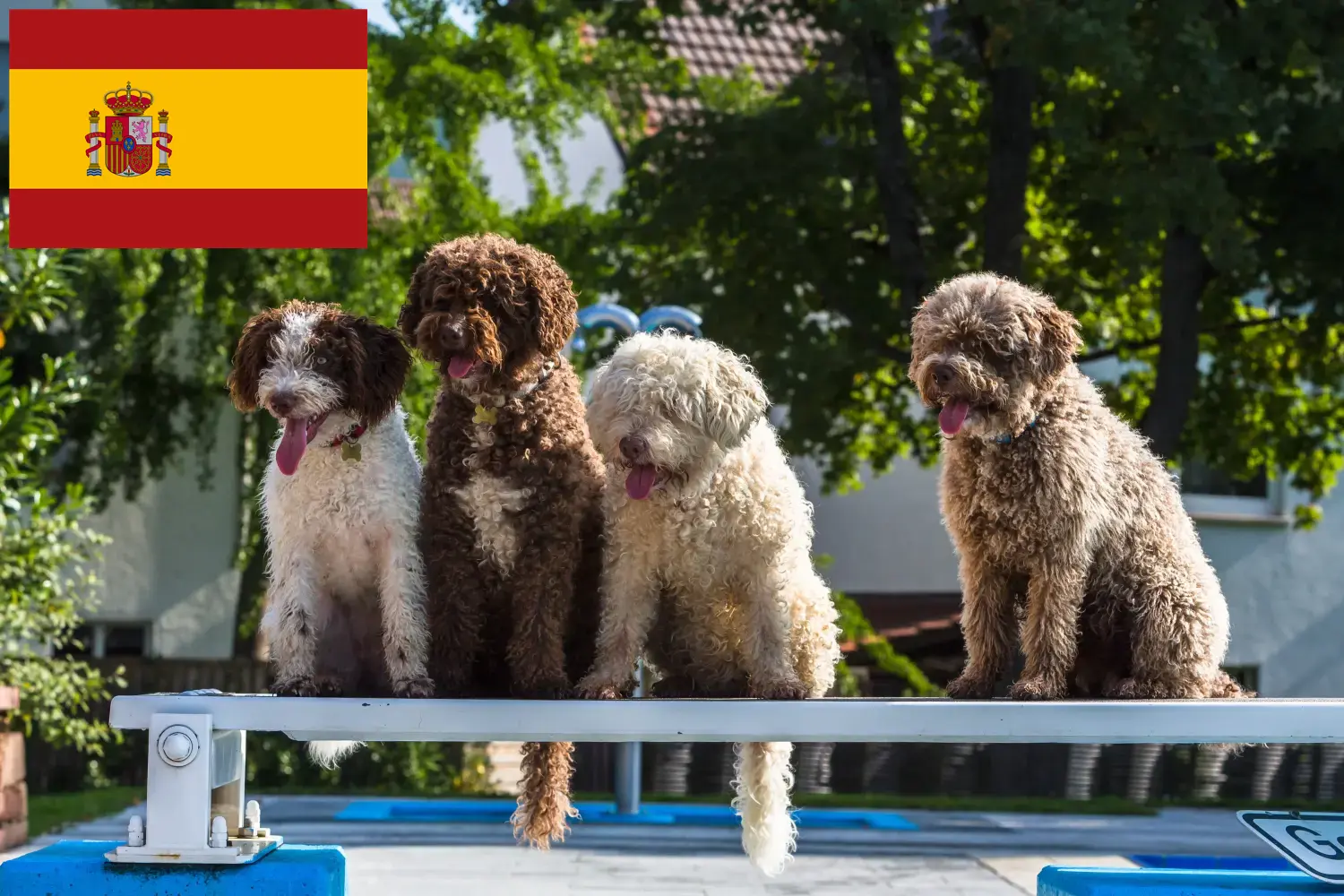 Perro de Agua Español kiskutyák és tenyésztők Spanyolország Itt találhat Perro de Agua Españols tenyésztőket Spanyolországban.