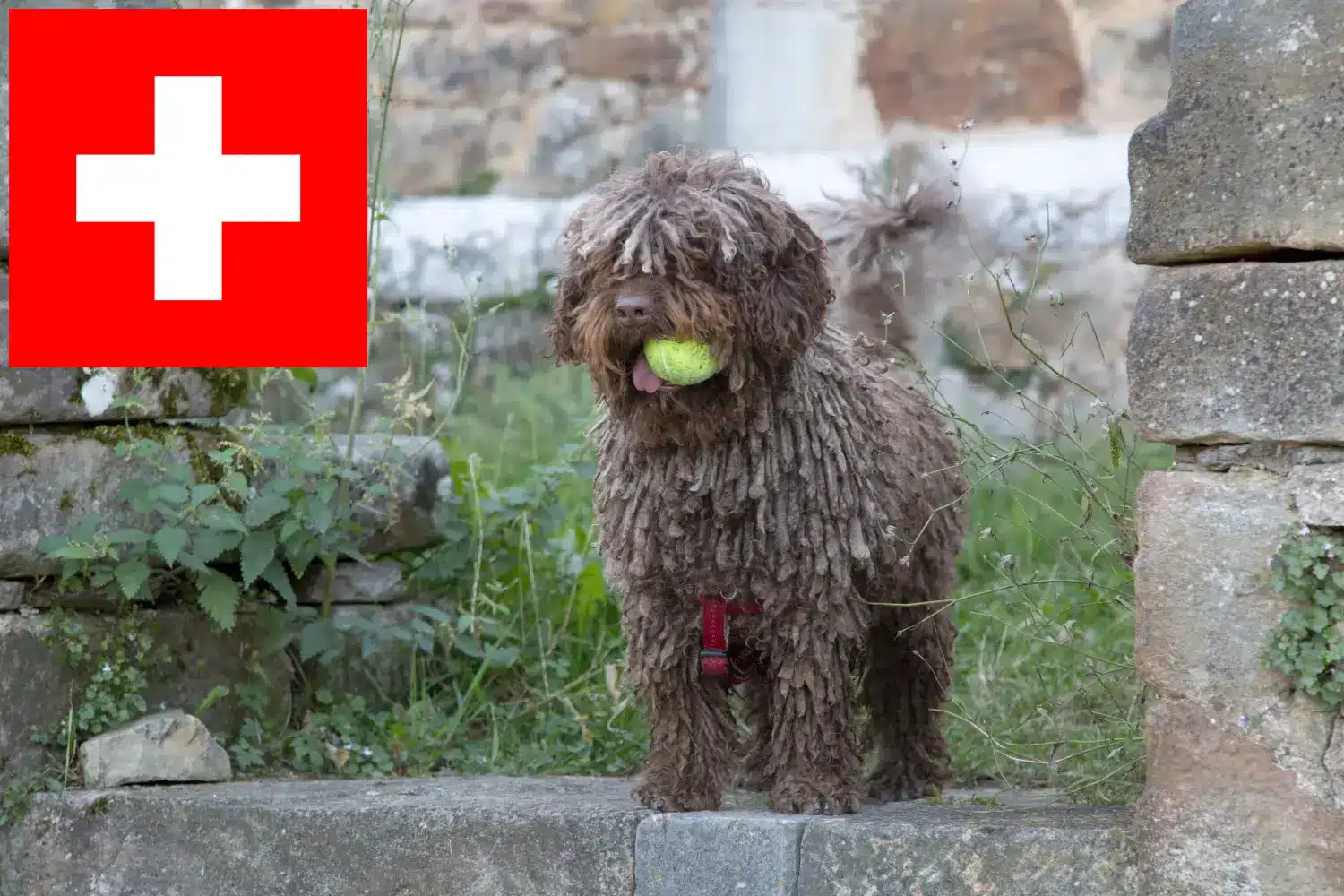 Perro de Agua Español kiskutyák és tenyésztők Svájc Itt megtalálhatja a Perro de Agua Españols tenyésztőket Svájcban.
