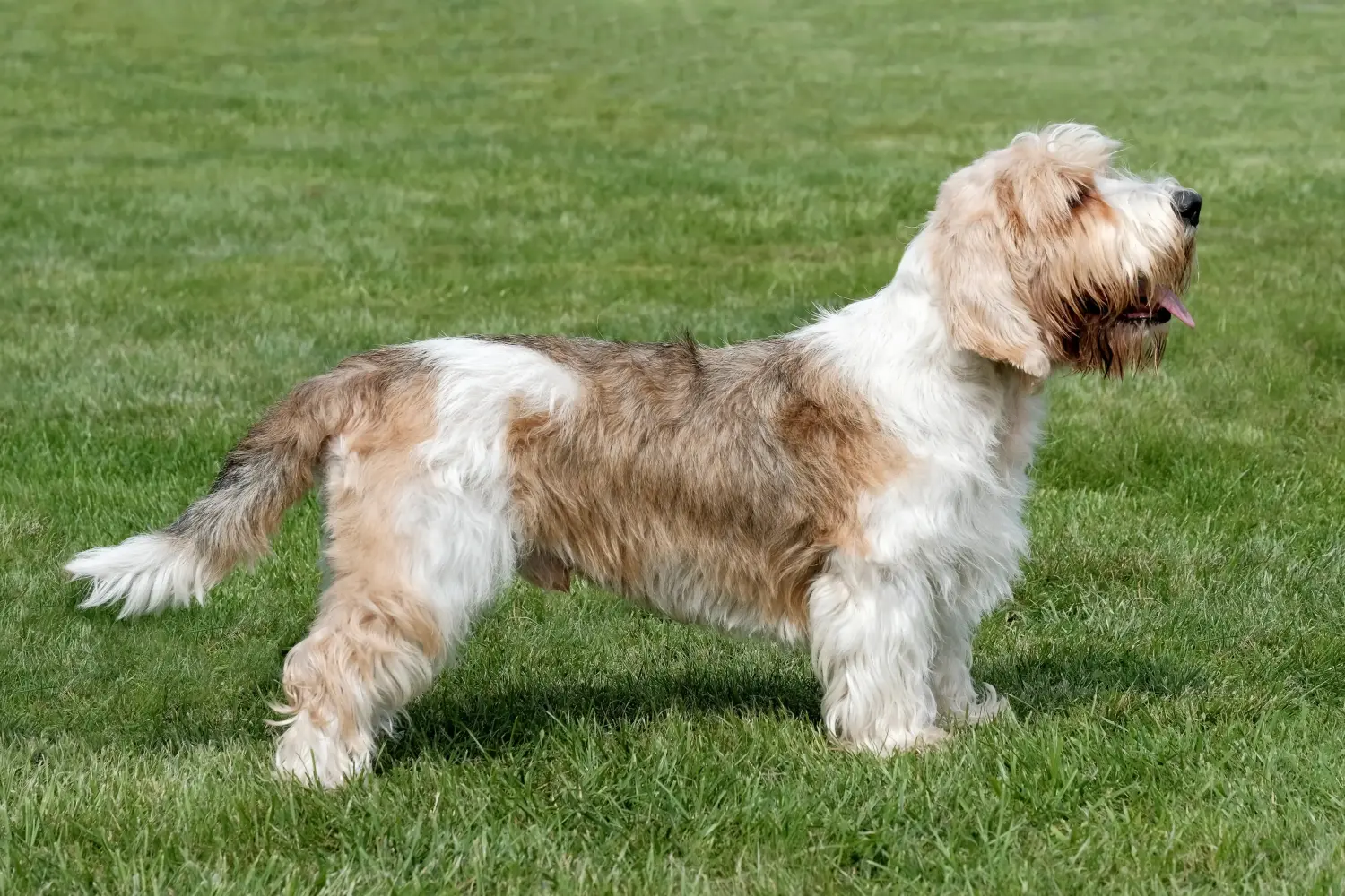 Petit Basset Griffon Vendéen kiskutyák és tenyésztők Keresse meg az Ön közelében lévő Petit Basset Griffon Vendéens tenyésztőket.