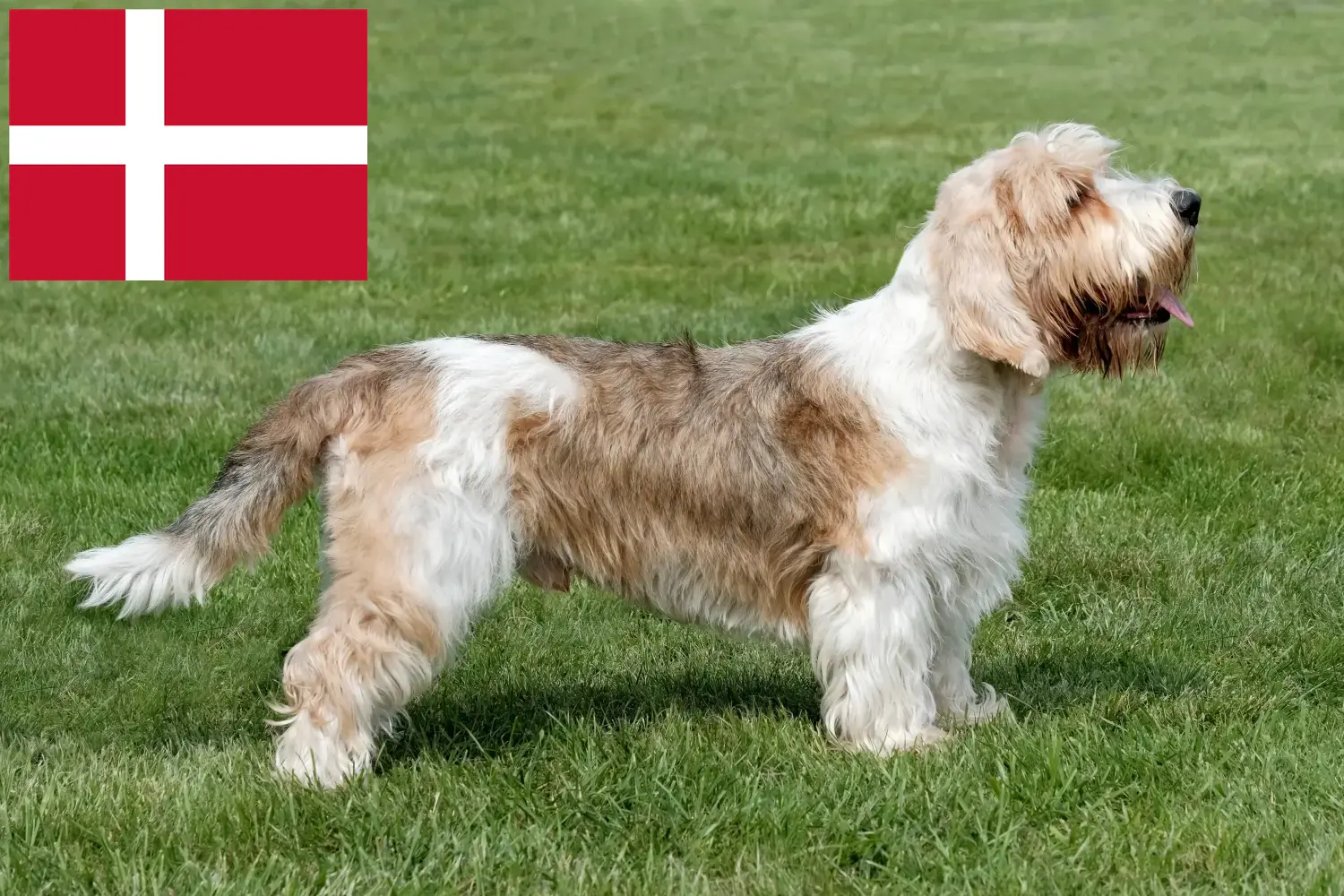 Petit Basset Griffon Vendéen kiskutyák és tenyésztők Dánia Keress Petit Basset Griffon Vendéens tenyésztőket Dánia területén.