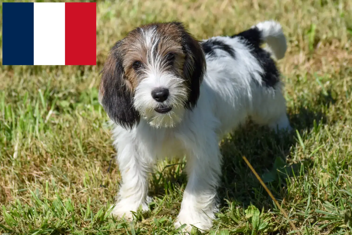 Petit Basset Griffon Vendéen kiskutyák és tenyésztők Franciaország Petit Basset Griffon Vendéens tenyésztők keresése Franciaországban.