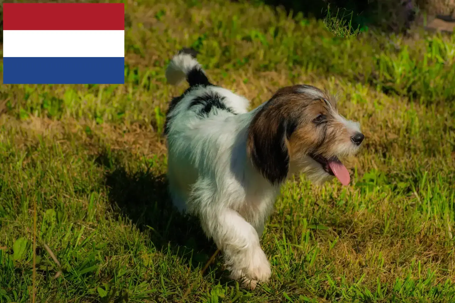 Petit Basset Griffon Vendéen kiskutyák és tenyésztők Hollandia Keress Petit Basset Griffon Vendéens tenyésztőket Hollandia területén.