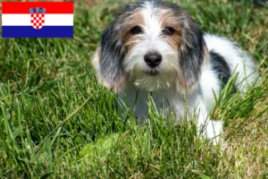 Read more about the article Petit Basset Griffon Vendéen tenyésztők és kiskutyák Horvátországban
