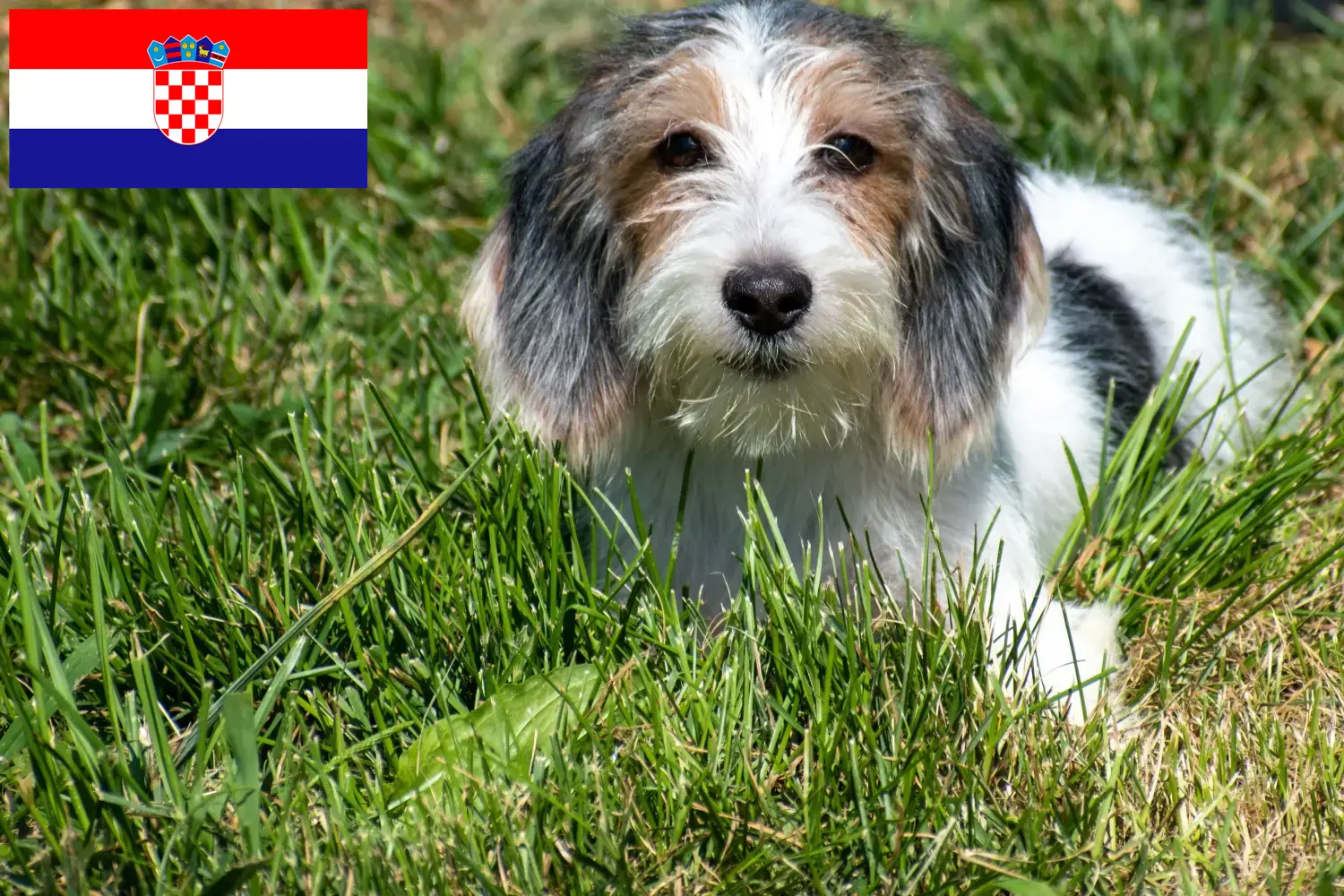 Petit Basset Griffon Vendéen kiskutyák és tenyésztők Horvátország Keress Petit Basset Griffon Vendéens tenyésztőket Horvátországban.