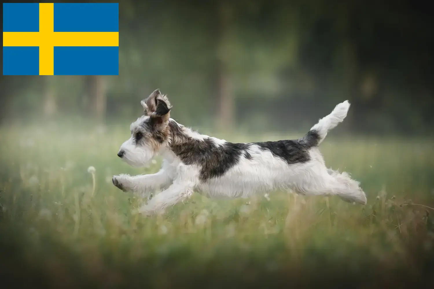 Petit Basset Griffon Vendéen kiskutyák és tenyésztők Svédországban Keress Petit Basset Griffon Vendéens tenyésztőket Svédországban.