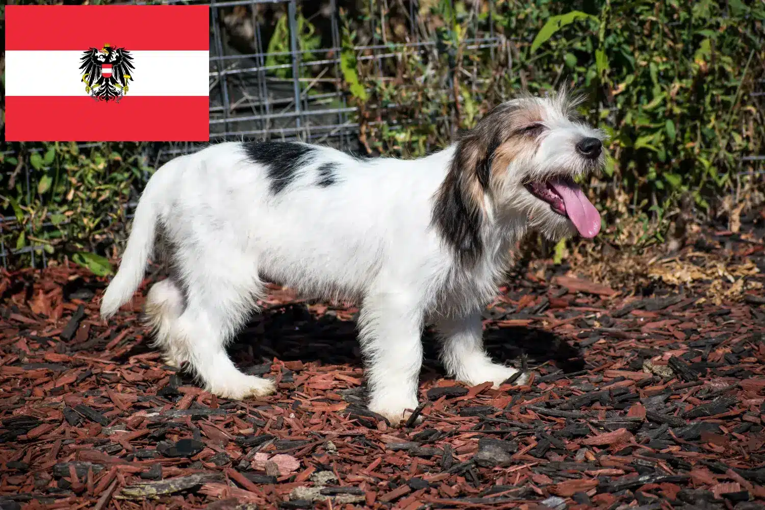 Petit Basset Griffon Vendéen kiskutyák és tenyésztők Ausztria Keress Petit Basset Griffon Vendéens tenyésztőket Ausztriában.