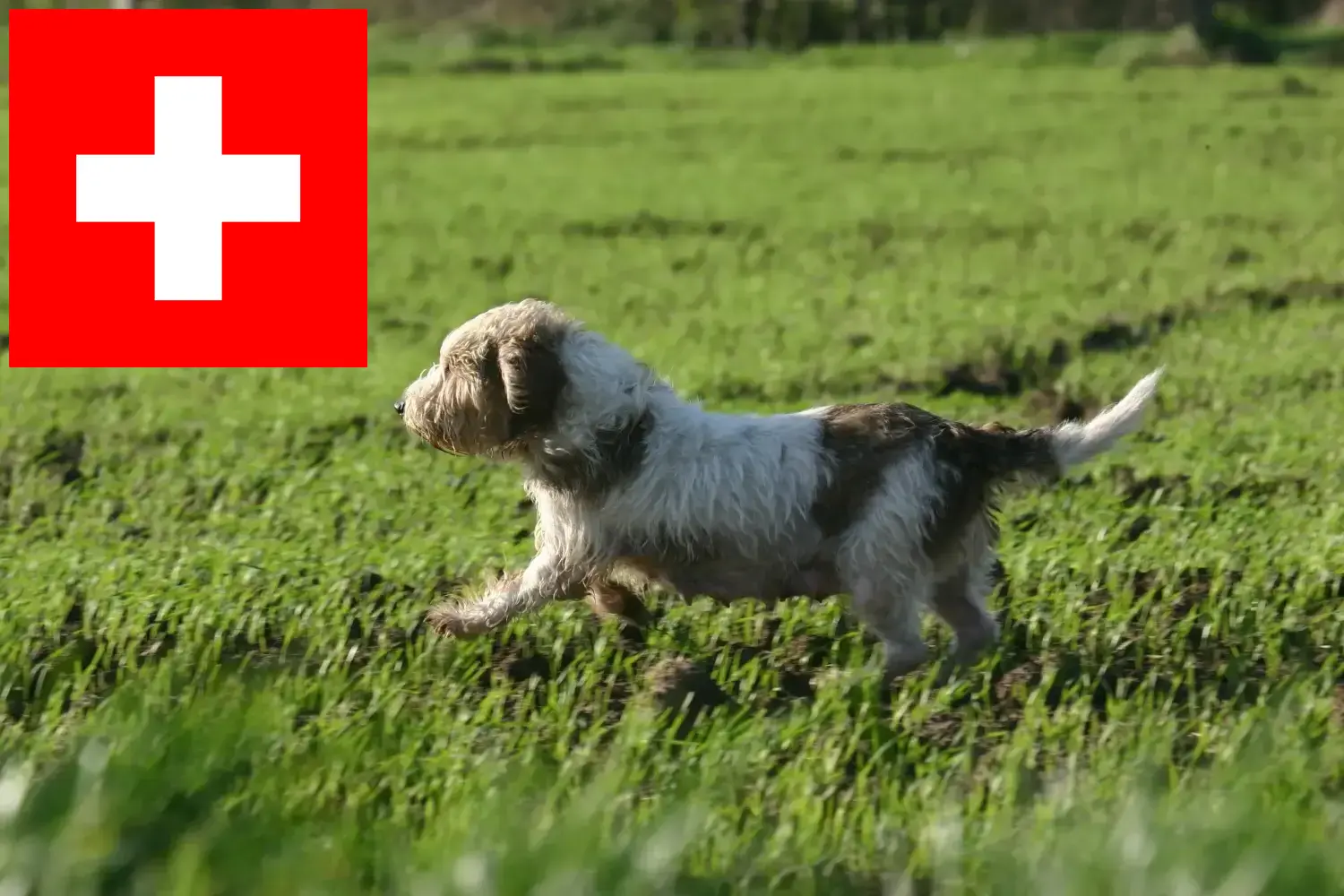 Petit Basset Griffon Vendéen kiskutyák és tenyésztők Svájc Keresse meg a Petit Basset Griffon Vendéens tenyésztőket Svájcban.
