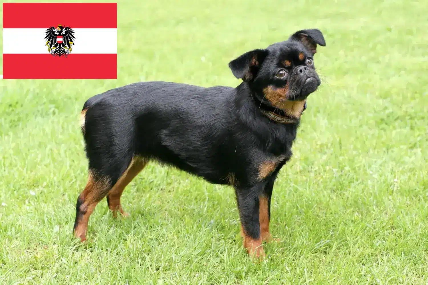 Petit Brabançon kiskutyák és tenyésztők Ausztria Itt talál Petit Brabançons tenyésztőket Ausztriában.