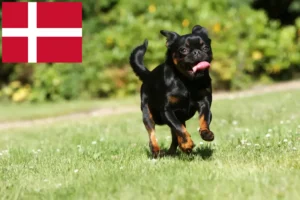 Read more about the article Petit Brabançon tenyésztők és kölykök Dániában