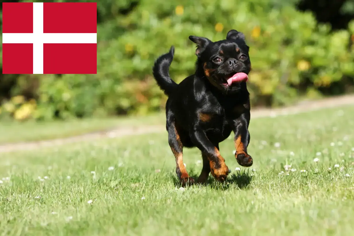Petit Brabançon kiskutyák és tenyésztők Dánia Itt talál Petit Brabançons tenyésztőket Dániában.