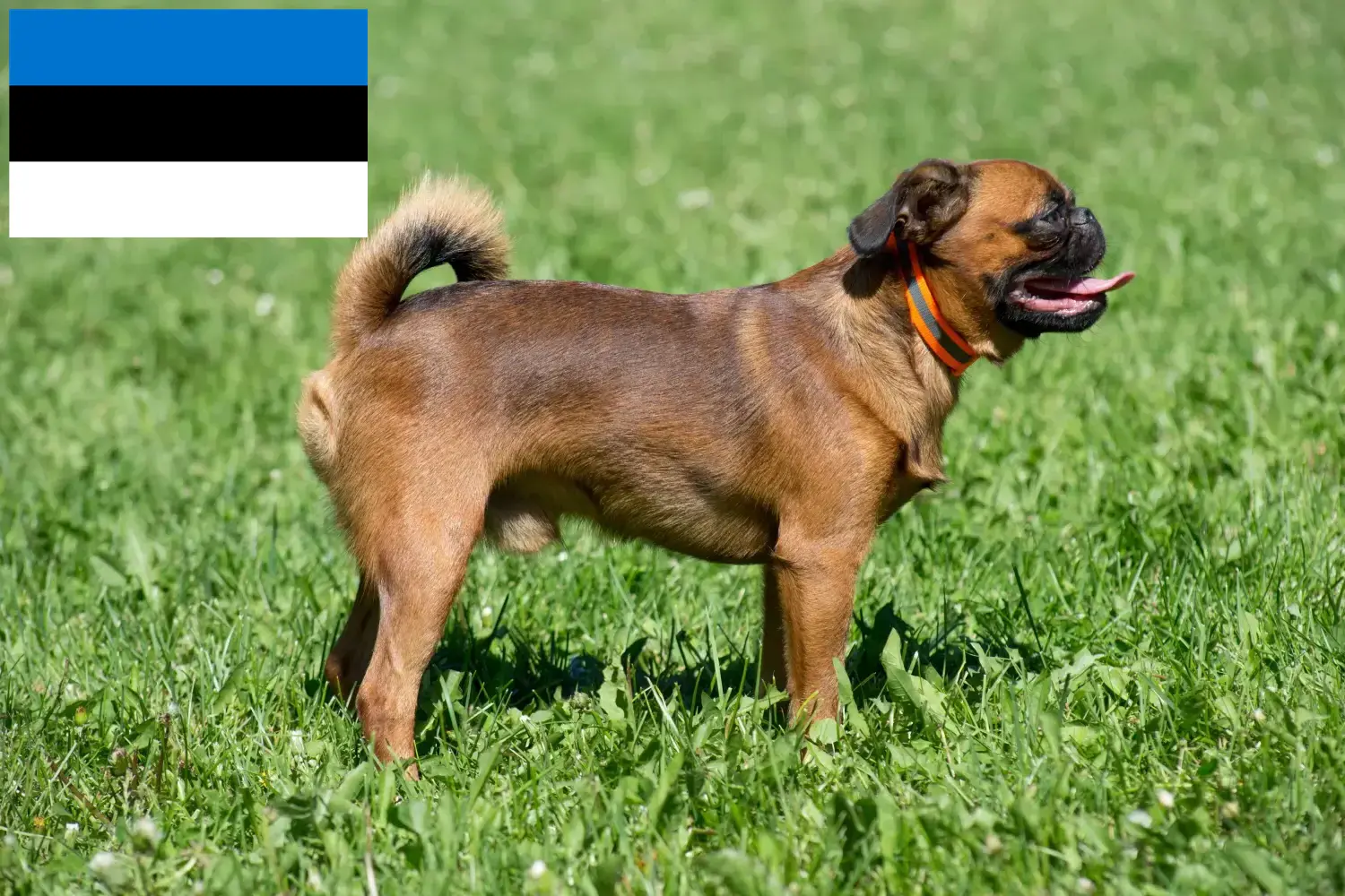 Petit Brabançon kiskutyák és tenyésztők Észtország Itt talál Petit Brabançons tenyésztőket Észtországban.