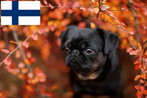 Read more about the article Petit Brabançon tenyésztők és kiskutyák Finnországban