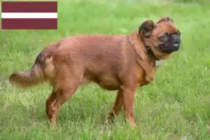 Read more about the article Petit Brabançon tenyésztők és kiskutyák Lettországban
