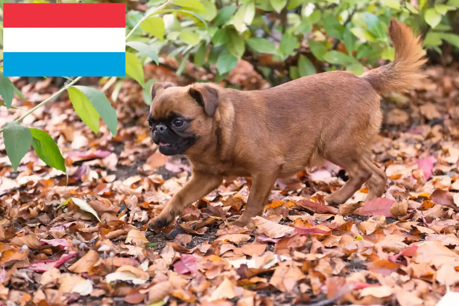 Petit Brabançon kiskutyák és tenyésztők Luxemburg Itt talál Petit Brabançons tenyésztőket Luxemburgban.