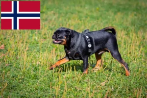 Read more about the article Petit Brabançon tenyésztők és kiskutyák Norvégiában