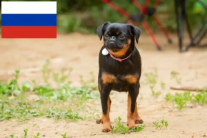 Read more about the article Petit Brabançon tenyésztők és kiskutyák Oroszországban