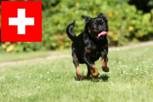 Read more about the article Petit Brabançon tenyésztők és kiskutyák Svájcban